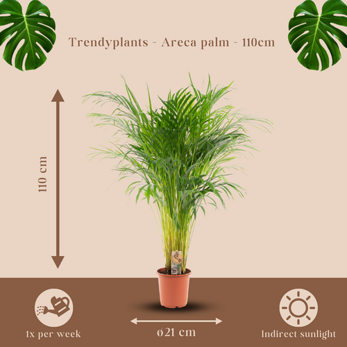 Trendyplants - Areca palm - Goudpalm - Kamerplant - Hoogte 100-120 cm - Potmaat Ø21cm - vtwonen shop