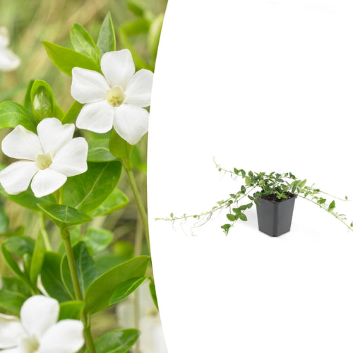 Trendyplants - Vinca minor 'Alba' - 6 stuks - Maagdenpalm - Winterhard - Hoogte 10-25cm - Potmaat Ø9cm - vtwonen shop