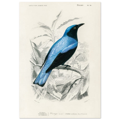 Artfulprints Poster met Lijst Charles Dessalines d'Orbigny - Square-tailed drongo (Edoius caerulescens)   - 70x100 cm - Blauw
