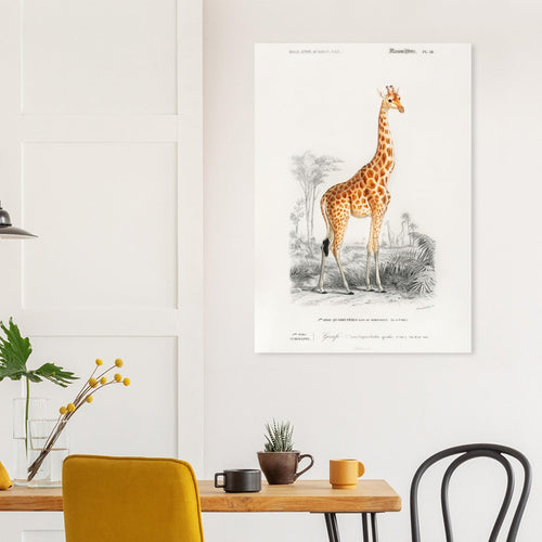 Artfulprints  Charles Dessalines d'Orbigny - Giraffe (giraffa camelopardalis)   poster 70x100 cm - vtwonen shop