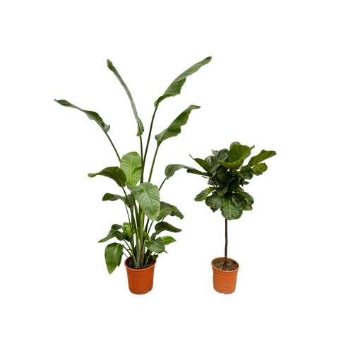 Trendyplants - Strelitzia Nicolai - 180 cm - Ø27cm + Ficus Lyrata stam - 130 cm - Ø24cm - vtwonen shop