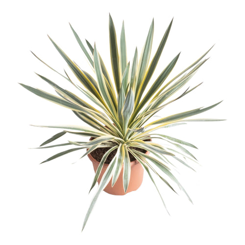 Trendyplants special - Yucca Gloriosa Variegata - Tuinplant - Hoogte 40-60 cm - Potmaat Ø24cm - vtwonen shop