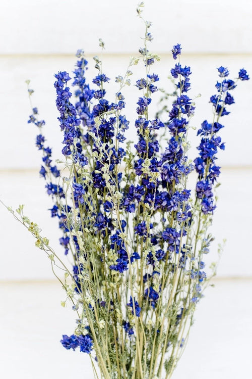 My Flowers.shop Blauw gedroogd Ridderspoor | Delphinium droogbloemen | Lengte 70 centimeter | Per bos - vtwonen shop