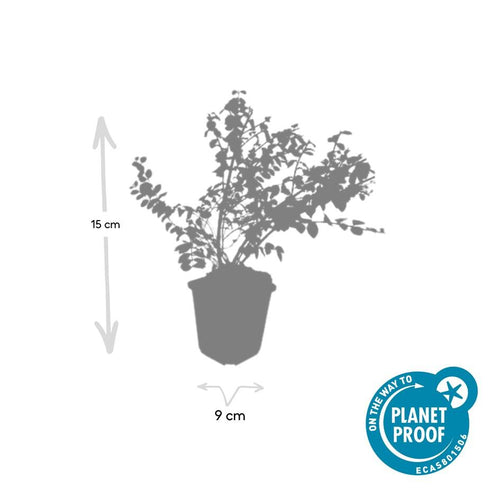 Trendyplants - Symphoricarpos chenaultii 'Hancock' - 48 stuks - Koraalbes - Winterhard - Hoogte 10-30 cm - Potmaat Ø9cm - vtwonen shop