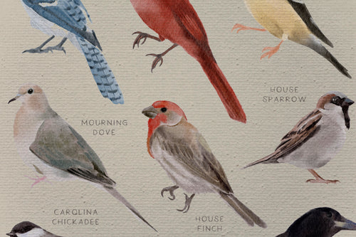 Canvas 60x40 Afdruk Vogels - vtwonen shop