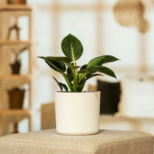 Plant in a Box Philodendron 'White Wave' - Set van 2 - Pot 12cm - Hoogte 20-30cm - vtwonen shop