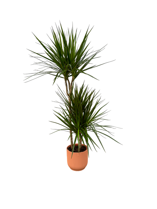 Trendyplants - Dracaena Marginata - ↨120cm - Ø21cm inclusief elho Vibes Fold Round roze Ø22cm x ↨20cm - vtwonen shop