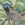 Superfresco Easy Fotobehang - Peacock - 280x200cm