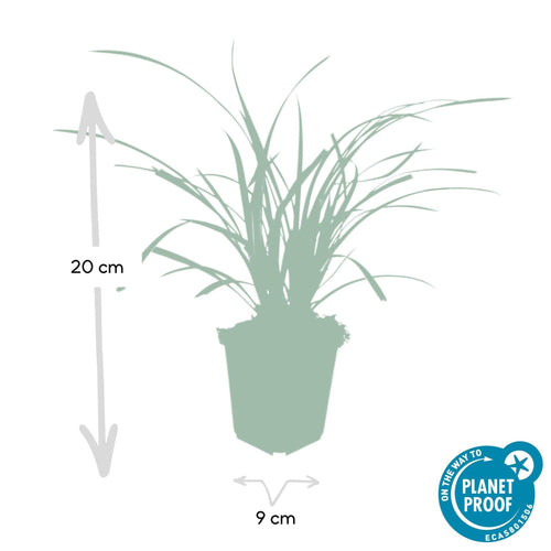 Trendyplants - Carex morrowii 'Ice Dance' - 6 stuks - Zegge - Winterhard - Hoogte 10-25 cm - Potmaat Ø9cm - vtwonen shop