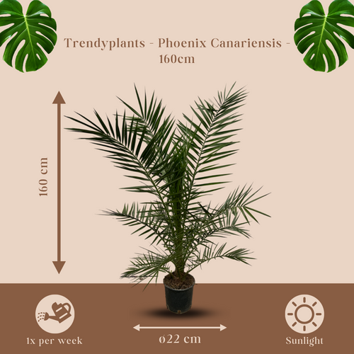 Trendyplants - Phoenix Canariensis - Hoogte 150-170 cm - Dadelpalm - Winterhard - Potmaat Ø22cm - vtwonen shop