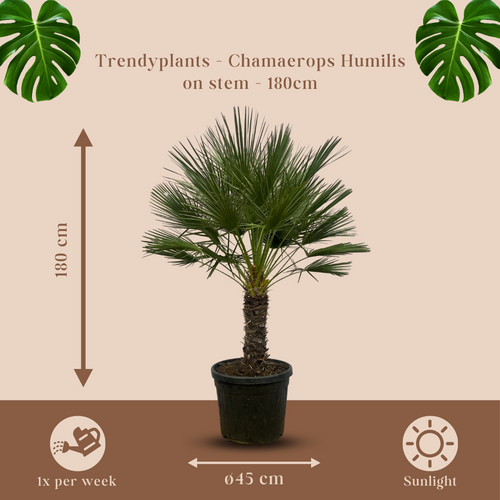 Trendyplants - Chamaerops Humilis op stam - Dwergpalm - Tuinplant - Hoogte 170-190 cm - Potmaat Ø45cm - vtwonen shop