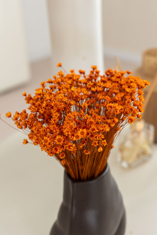 My Flowers.shop Oranje gedroogde Klokjesbloemen | Oranje Glixia Star Flowers droogbloemen | Lengte ± 50 cm | Per bos - vtwonen shop