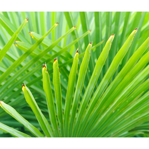 Trendyplants - Trachycarpus Fortuneii - Winterharde palmboom - Hoogte 90-110 cm - Chinese waaierpalm - Tuinplant - Potmaat Ø21cm - vtwonen shop
