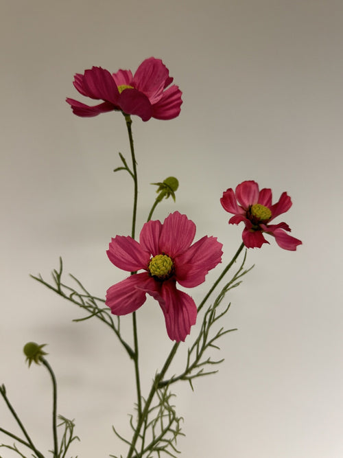 My Flowers.shop Fuchsiakleurige cosmea zijden bloem | Lengte  72 centimeter | Per stuk - vtwonen shop