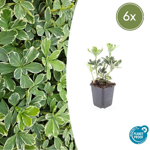 Trendyplants - Pachysandra terminalis 'Variegata' - 6 stuks - Schaduwkruid - Winterhard - Hoogte 10-30 cm - Potmaat Ø9cm - vtwonen shop