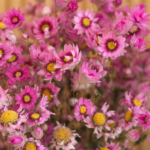 My Flowers.shop Roze gedroogde Zonnestraal | Roze Rhodante droogbloemen | ± 35 bloempjes per bos | Lengte 45 centimeter - vtwonen shop