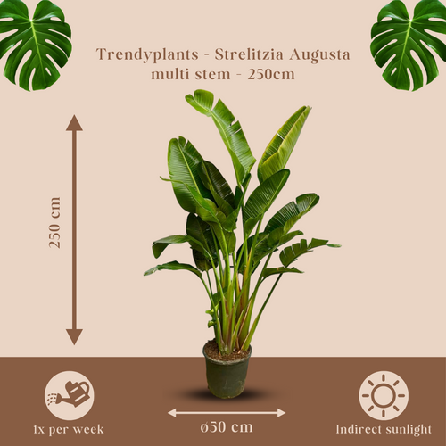 Trendyplants - Strelitzia Augusta multi stam - Paradijsvogelbloem - Kamerplant - Hoogte 240-260 cm - Potmaat Ø50cm - vtwonen shop