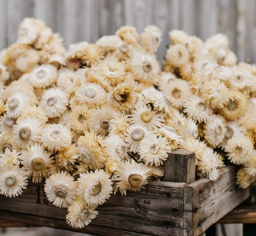 My Flowers.shop Gedroogde witte Helichrysum | Witte strobloemen droogbloemen | Lengte 55 centimeter | Per stuk - vtwonen shop