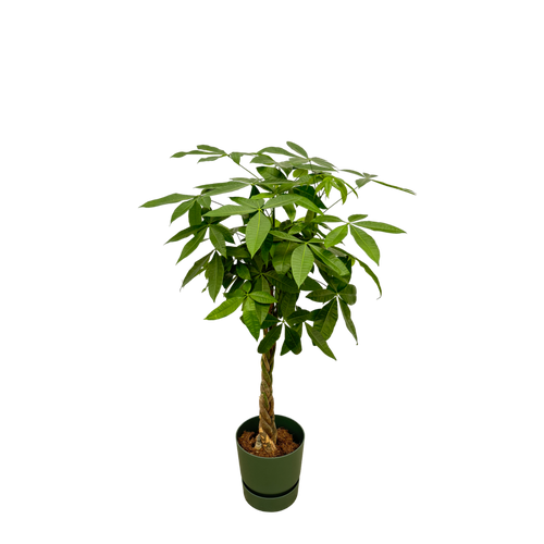 Trendyplants - Pachira Aquatica inclusief elho Greenville Round groen - 160 cm - Ø30cm - vtwonen shop