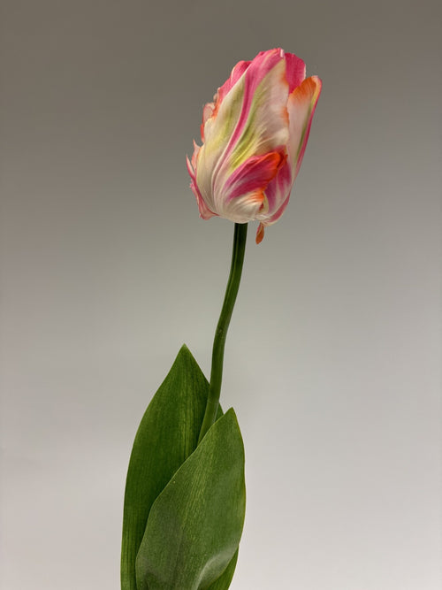 My Flowers.shop Witroze tulp zijden bloem | Lengte 64 centimeter | Per stuk - vtwonen shop