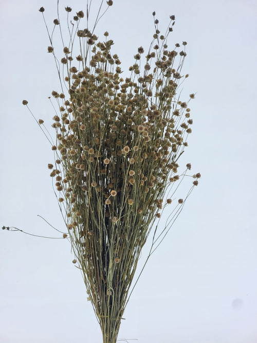 My Flowers.shop White Misty gedroogd vlas | White Misty Linum droogbloemen | Lengte ± 55 cm | Per bos - vtwonen shop