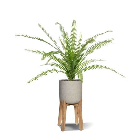 Maxifleur Asplenium Varen kunstplant 75 cm in 12cm pot