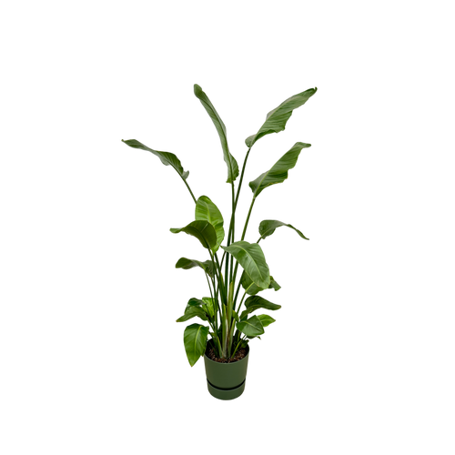 Trendyplants - Strelitzia Nicolai inclusief elho Greenville Round groen - 170 cm - Ø30cm - vtwonen shop