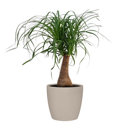 elho brussels rond wielen 47 pad beige | Bloempot | Geschikt voor binnen