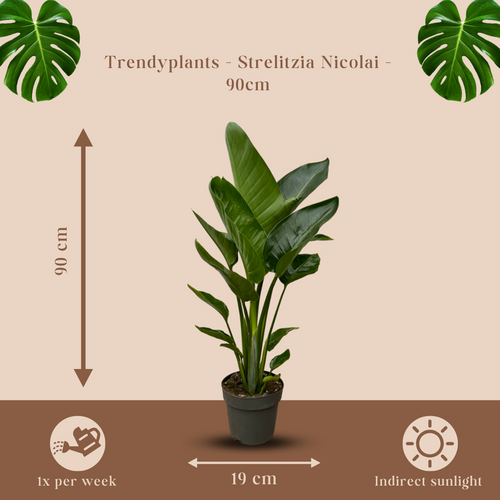 Trendyplants - Strelitzia Nicolai - Paradijsvogelbloem - Kamerplant - Hoogte 80-100 cm - Potmaat Ø19cm - vtwonen shop