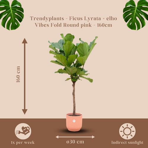 Trendyplants - Ficus Lyrata stam inclusief elho Vibes Fold Round roze - 160 cm - Ø30cm - vtwonen shop