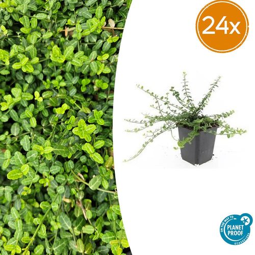 Trendyplants - Euonymus fortunei 'Minimus' - 24 stuks - Kardinaalshoed - Winterhard - Hoogte 10-30 cm - Potmaat Ø9cm - vtwonen shop