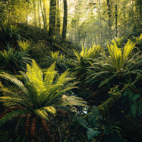 Sanders & Sanders fotobehang bos landschap groen - 450 x 280 cm - 612691