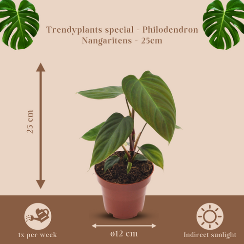 Trendyplants special - Philodendron Nangaritens - Kamerplant - Hoogte - 20-30 cm - Potmaat Ø12cm - vtwonen shop