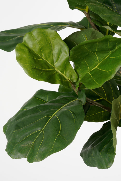 Mica Decorations Ficus Lyrata Kunstplant - H165 x Ø95 - Groen - vtwonen shop
