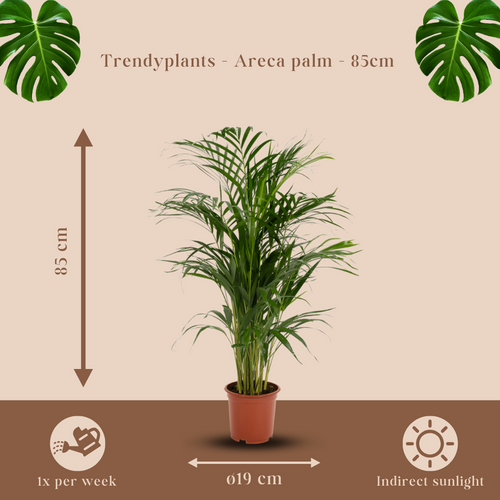 Trendyplants - Areca palm - Goudpalm - Kamerplant - Hoogte 75-95 cm - Potmaat Ø19cm - vtwonen shop