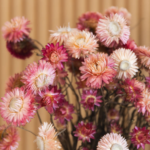 My Flowers.shop Gedroogde roze Helichrysum | Roze strobloemen droogbloemen | Lengte 55 centimeter | Per bos - vtwonen shop