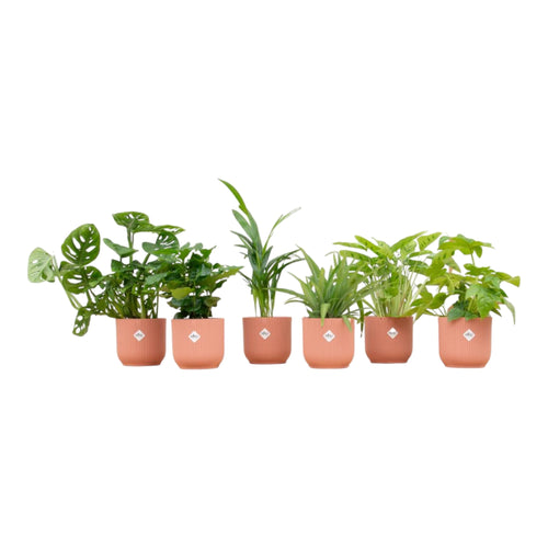 Trendyplants - Verrassingsbox - 6 kamerplanten inclusief elho Vibes Fold Round roze - Hoogte 20-40 cm - Potmaat Ø14cm - vtwonen shop