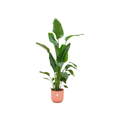 Trendyplants - Strelitzia Nicolai inclusief elho Vibes Fold Round roze - 160 cm - Ø30cm - vtwonen shop