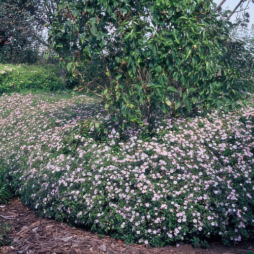 Trendyplants - Aster ageratoides 'Asran' - 12 stuks - Herfstaster - Winterhard - Hoogte 20-30 cm - Potmaat Ø9cm - vtwonen shop