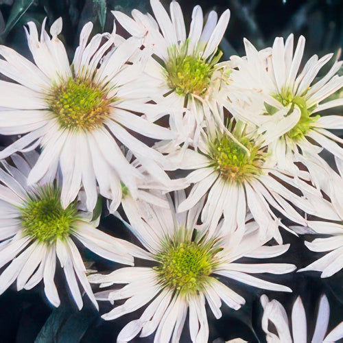 Trendyplants - Aster ageratoides 'Ashvi' - 40 stuks - Herfstaster - Winterhard - Hoogte 20-30 cm - Potmaat Ø9cm - vtwonen shop