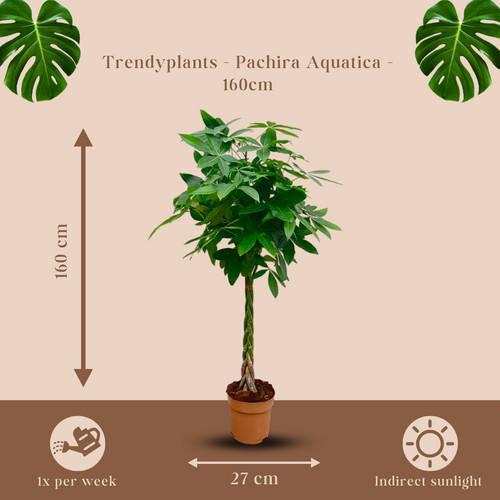 Trendyplants - Pachira Aquatica - Geldboom - Kamerplant - Hoogte 150-170 cm - Potmaat Ø27cm - vtwonen shop