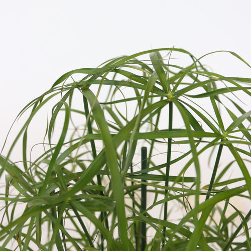 Plant in a Box kamerplant Cyperus Alternifolius - hoogte 40-50cm - pot 14cm - vtwonen shop