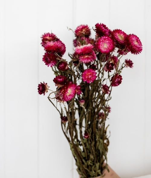 My Flowers.shop Gedroogde donkerroze Helichrysum | Donkerroze strobloemen droogbloemen | Lengte 55 centimeter | Per bos - vtwonen shop