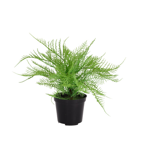 Maxifleur Asparagus varen kunstplant 30cm in kweekpot