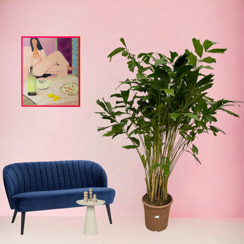 Trendyplants - Caryota Mitis - Vissenstaartpalm - Kamerplant - Hoogte 200-220 cm - Potmaat Ø40cm - vtwonen shop