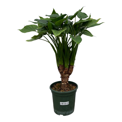 Trendyplants - Alocasia Cucullata stam - Kamerplant - Hoogte 65-85 cm - Potmaat Ø26cm - vtwonen shop