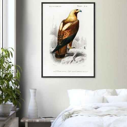 Artfulprints Poster Charles Dessalines d'Orbigny - Eastern imperial eagle (aquila heliaca)   - 70x100 cm - Bruin