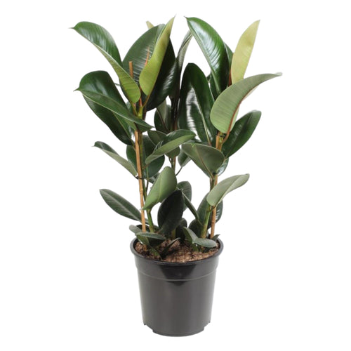 Trendyplants - Ficus Elastica Robusta struik - Rubberboom - Kamerplant - Hoogte 75-95 cm - Potmaat Ø27cm - vtwonen shop