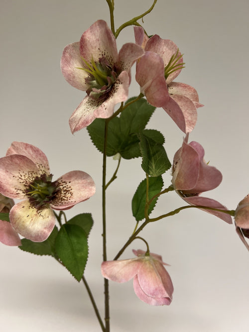 My Flowers.shop Roze helleborus zijden bloem | Lengte 60 centimeter | Per stuk - vtwonen shop