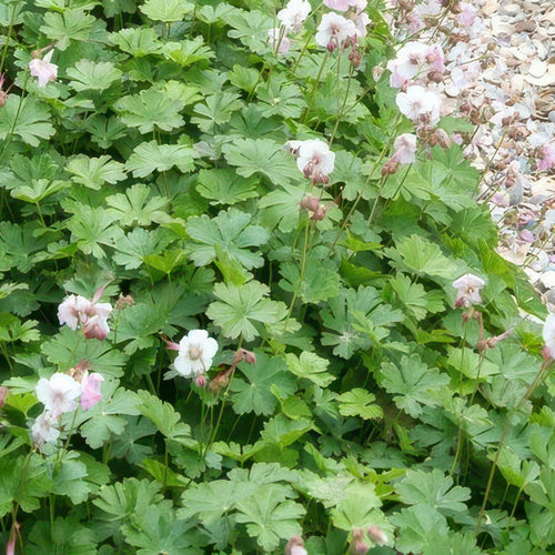 Trendyplants - Geranium cantabrigiense 'Biokovo' - 12 stuks - Ooievaarsbek - Winterhard - Hoogte 10-25cm - Potmaat Ø9cm - vtwonen shop